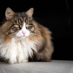 Fényképes Extra Sűrű Vékony hangelnyelő Panelek -100x50x2-4cm- egyedi fényképpel is -49